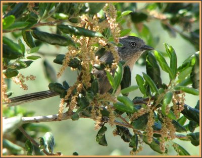 wrentit.jpg