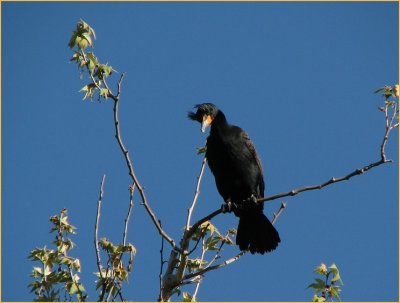 dc cormorant.jpg