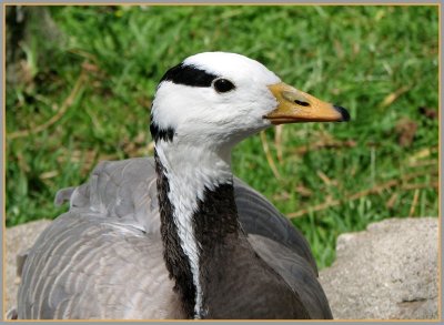 santa_barbara_zoo_407__-_birds