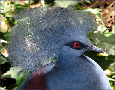 santa_barbara_zoo_407__-_birds