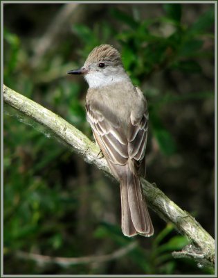ash_throated_flycatcher__407