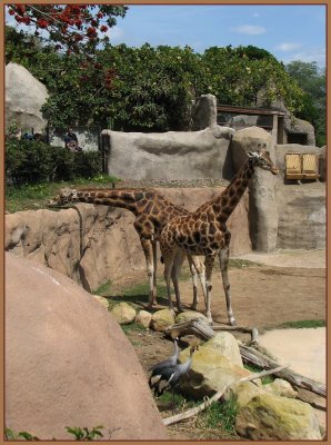 Baringo Giraffes at the Santa Barbara Zoo