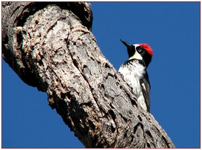 misc_perching_birds_-_0407