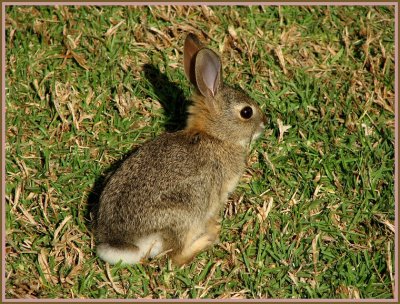 baby bunny.jpg