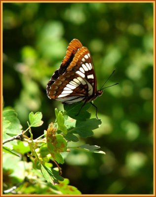 lorquins admiral.jpg