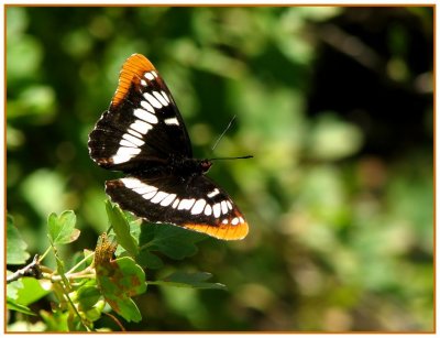 lorquins admiral 2.jpg