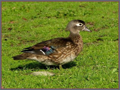 wood_ducks_-_407
