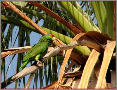 red crowned parrot.jpg