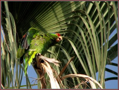 redcrowned_parrots__407