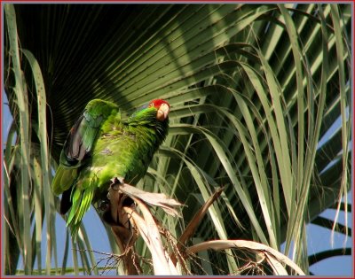 red crowned parrot 3.jpg
