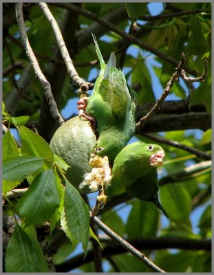 yellowchevroned_keets__407_