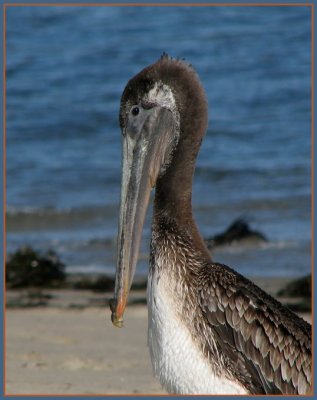brown pelican portrait.jpg