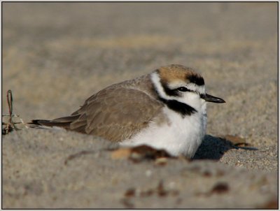 snowy plover.jpg