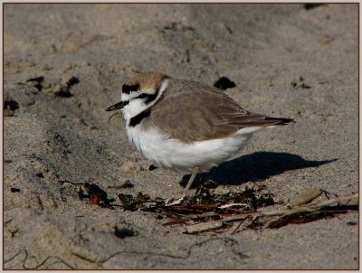 snowy plover 2.jpg