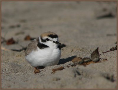 snowy plover 3.jpg