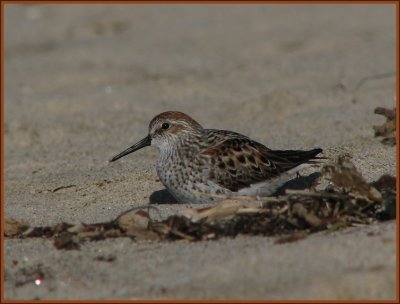 western sandpiper brdg plumage.jpg