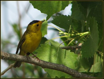 wilsons warbler 2.jpg