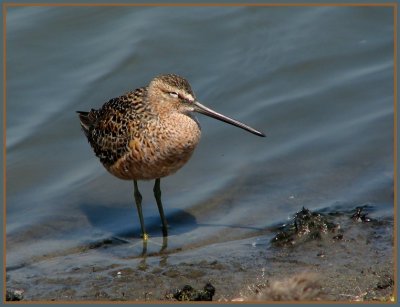 short-billed_dowitcher_-_0407