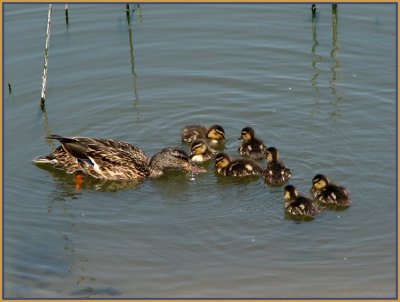 mallard ducklings.jpg
