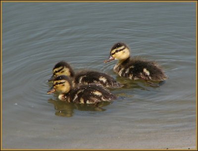 mallard ducklings 2.jpg
