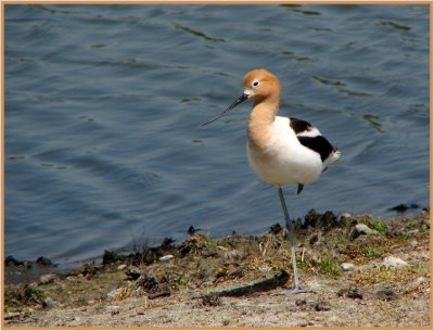 american_avocet_-_0407