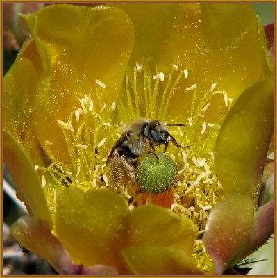 bee_on_cactus_flowers__0407