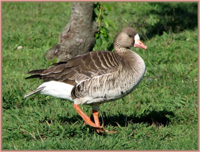 greater white fronted goose.jpg