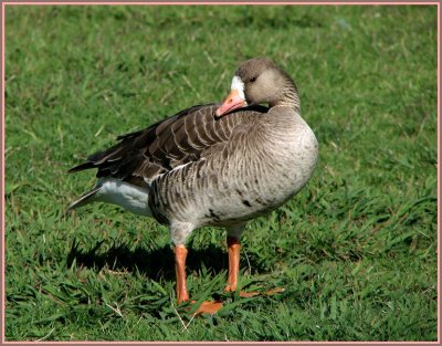 greater white fronted goose 2.jpg