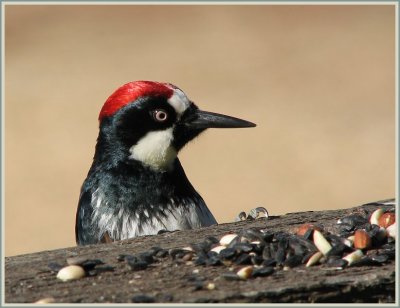 acorn_woodpecker_-_0507