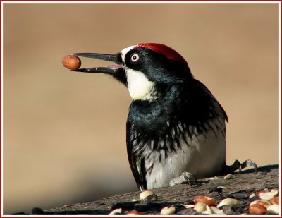 acorn_woodpecker_-_0507