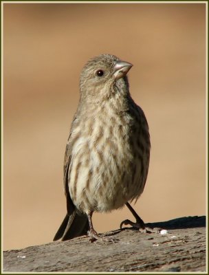 balcony_birds_-_0507