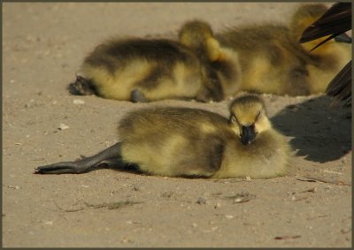 canada gosling stretch.jpg