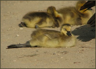 canada gosling stretch 2.jpg