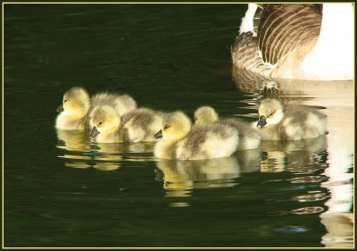 swan goose goslings.jpg