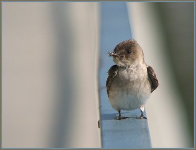 n rough winged swallow.jpg