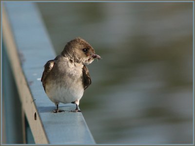 n rough winged swallow 2.jpg