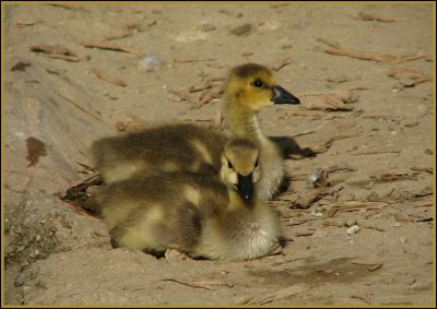 canada goslings.jpg