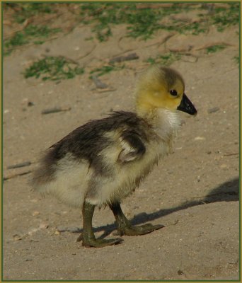 swan goose gosling.jpg