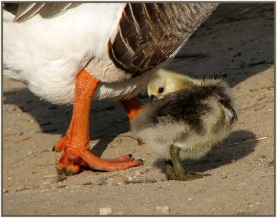 swan goose gosling preening 2.jpg
