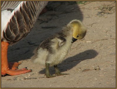 swan goose gosling preening.jpg