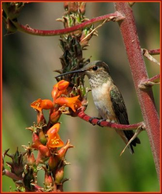 hummers_at_huntington_library_-_507