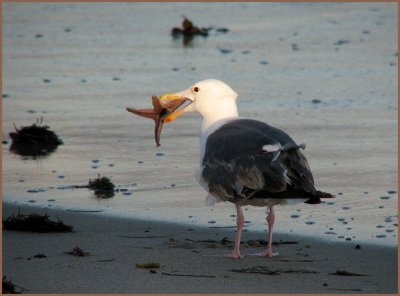 ca_gull_w_starfish