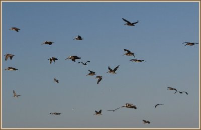 brown_pelicans_in_flight_2