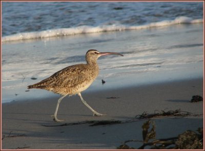 whimbrel_and_willet__607