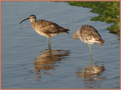whimbrel_and_willet__607