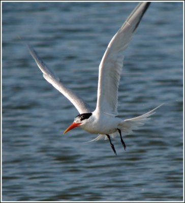 elegant_tern_bath_-_0607