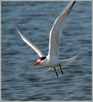 elegant tern.jpg