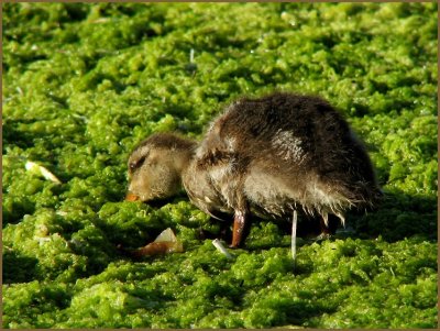 mallard duckling eating algae.jpg