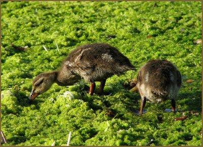 mallard ducklings eating algae.jpg