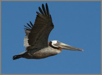 brown_pelicans_in_flight_2